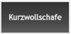 Kurzwollschafe